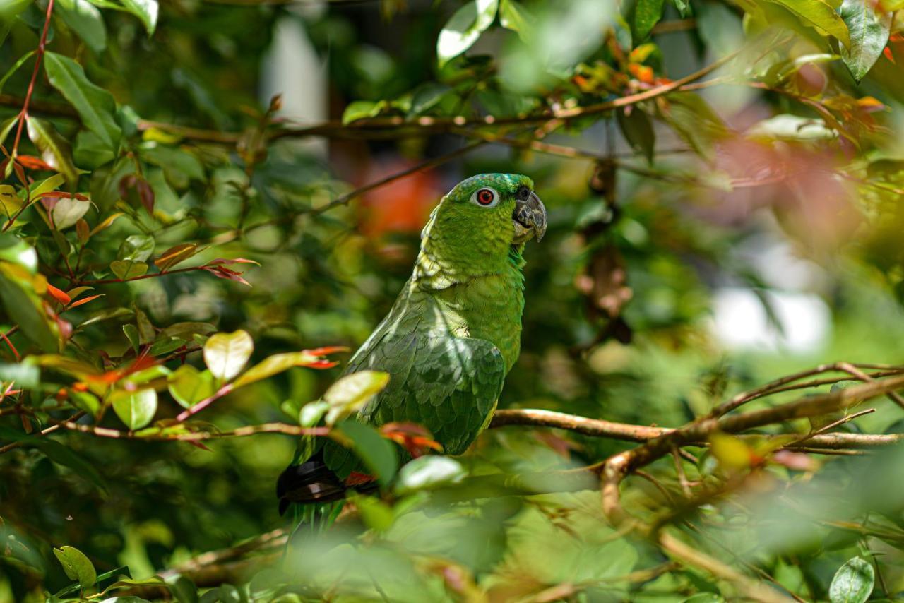 Hotel Campestre Arenal ラ・フォルトゥナ エクステリア 写真